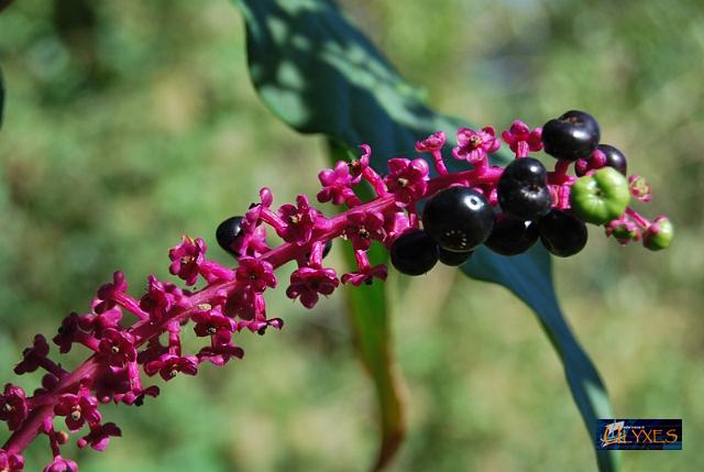 fiori e frutti di phitolacca.JPG